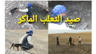 ثعلب ماكر VS كلب سلوقي مطاردة تبدأ في حفرة و تنتهي على الأرض المفتوحة  ثعلب ماكر VS كلب سلوقي مطاردة تبدأ في حفرة و تنتهي على الأرض المفتوحة