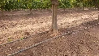 إزالة الأعشاب الضارة والطرق إزالته مع السلبيات وإجاببات 