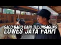 Download Lagu GACO AMPUH KONDIANG DARI LUWES JAYA FARM 