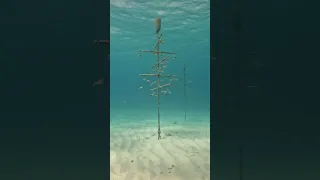 Underwater coral reef nursery