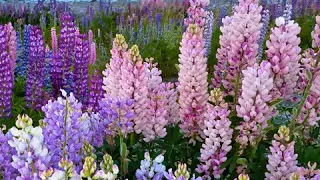 محبوبي مثلتك شجرة الحناشي 