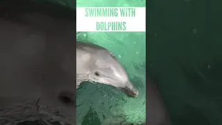 Swimming with dolphins short #shortvideo #travel #dolphin #shorts #short
