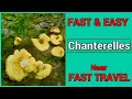 Fast Easy Chanterelle Locations Near Fast Travels
