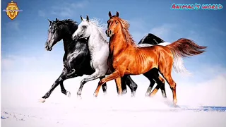  صوت صهيل الحصان صوت الخيل                                              دندنها