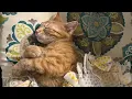 Kitten twitches during REM sleep