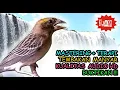 Download Lagu Suara Manyar Gacor Tembakan - Pancingan Manyar Gacor Jeda Gemericik Air