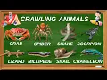 Download Lagu Crawling Animals | Crawling Animals Name for Kids | 20 Crawling Animals in English 