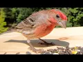 House Finches Chirping