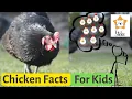 Chickens for Kids 15 interesting facts about CHICKENS