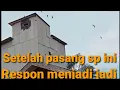 Lagu Rbw ini sepi || Setelah pasang sp ini burung langsung meledak