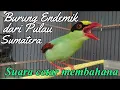 Lagu EKEK KELING BURUNG ENDEMIK DARI PULAU SUMATERA SUARA CETAR MEMBAHANA