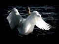 Download Lagu Tchaikovsky - Swan Lake (Swan Theme)