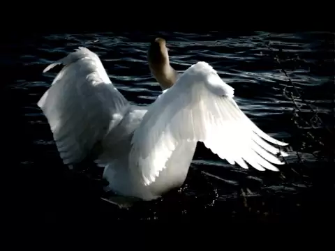 Download MP3 Tchaikovsky - Swan Lake (Swan Theme)