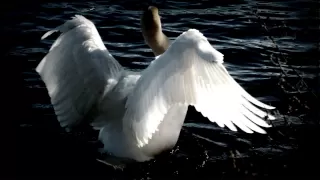 Tchaikovsky Swan Lake Swan Theme 