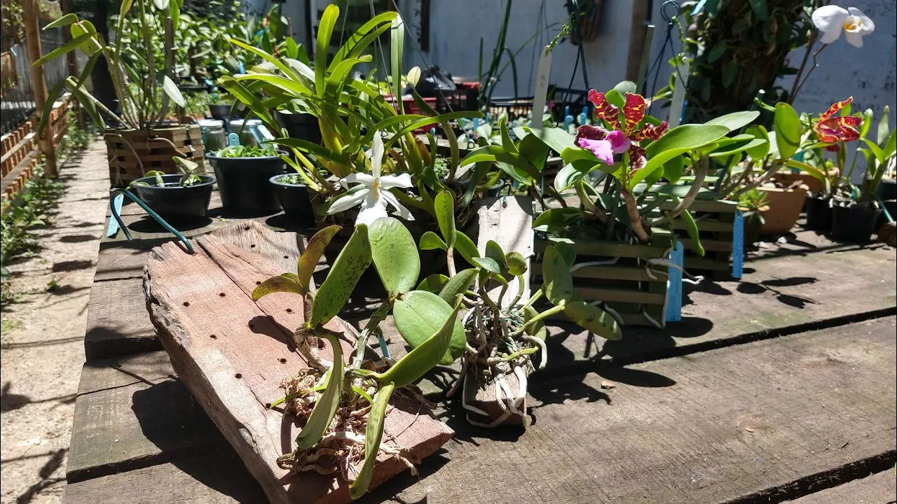 CULTIVO DE ORQUÍDEAS EM MADEIRA BRAÚNA