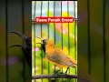 Download Lagu Sogon Gacor untuk pancingan Sogon trotol biar gacor tanpa ngeriwik #sogongacor #sogonnembak