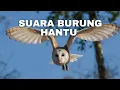 Download Lagu suara burung hantu