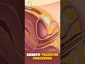 Download Lagu Embryo Transfer Procedure | Best Gynecology Doctor in Kanpur