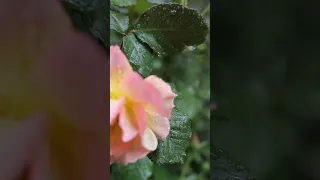 سبحان الله ملئ مافي السماء والأرض وما بينهما 