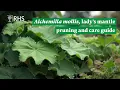 Download Lagu How to prune and care for Alchemilla mollis AKA lady's mantle | The RHS