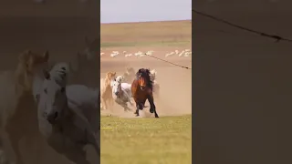لعشاق الخيول البرية For Lovers Of Wild Horses 