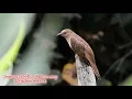 Download Lagu Suara Burung Kedasih / Sirit Uncuing / Plaintive Cuckoo (Cacomantis Merulinus)