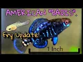 American Badis The PYGMY SUNFISH Had Babies Spawning Elassoma Gilberti - Spawning Update