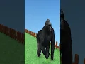 Download Lagu Gorilla Funny Cartoon Video
