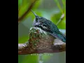 Download Lagu Saking kecilnya burung kolibri lebah, seekor semut pun bisa jadi masalah besar #shortvideo #burung