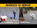 KOMPILASI HEWAN VS MANUSIA - PART 2๏ธโฃ