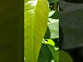 Download Lagu Daun Melinjo Muda Enak Untuk Sayur Asem