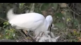 طائر البلشون الابيض وهو يطعم فراخه دندنها
