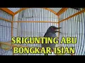 Download Lagu BONGKAR ISIAN❗❗ SRIGUNTING ABU BONGKAR ISIAN SUARA SUPER JERNIH