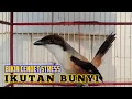 Download Lagu Toetan Ampuh Cendet Gacor Merangsang Emosi Cendet Malas Bunyi Agar Cepat Ikut Bunyi