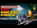 Download Lagu 10 JENIS BURUNG KEDASIH DI INDONESIA - SEMUANYA PENUH MITOS MISTIS - GAK SEMUA KICAUMANIA PAHAM..!!