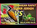 Download Lagu Masteran Pelatuk Bawang Gacor VS Belalang Raja Jernih Rapat Tajam Jeda Suara Air Durasi Panjang