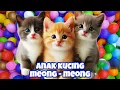 Download Lagu ANAK KUCING MEONG MEONG‼️ ANAK KUCING GEMOY‼️KUCING MEONG MEONG #kucinglucu #77