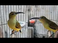 Download Lagu Cara saya merawat burung Pijantung Pisang