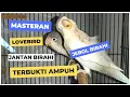 Download Lagu MASTERAN LOVEBIRD JANTAN BIRAHI TINGGI | MASTERAN JEBOL BIRAHI