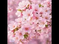 벚꽃안녕 - TODAY LOVER