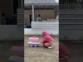 DORONG GEROBAK AJA DEH 😂 #shorts #viral #lucu #gemes #cute #funny #comedy #trend #eskrim #gerobak