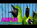 Download Lagu Pancingan cucak ijo, AMPUH 100% langsung RESPON BUKTIKAN 
