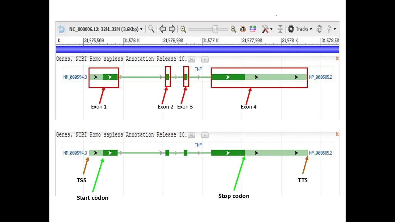 Bioinf Class 5C, Genomic context, Genomic regions and products