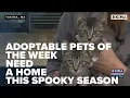 Adoptable Pets of the Week Need a Home This Spooky Season