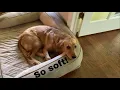 Serta Ortho Quilted Dog Bed Review So Soft