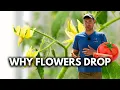 Download Lagu FIVE Reasons Your Tomato Plants are Dropping Flowers + What to Do About It.