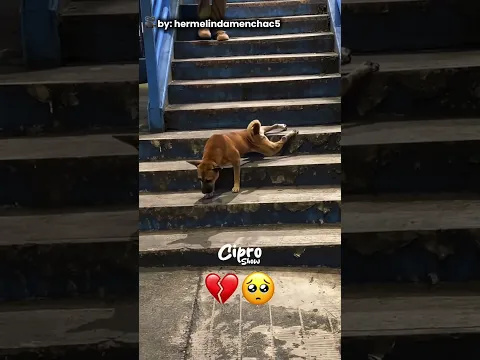 Mira lo que hace este perrito #humor