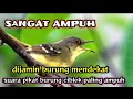 Download Lagu bunyi burung pikat ciblek ampuh
