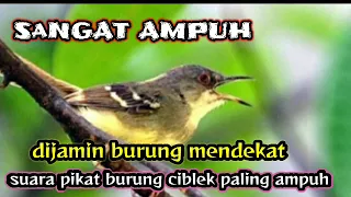 bunyi burung pikat ciblek ampuh