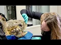 Meet Our Veterinarian